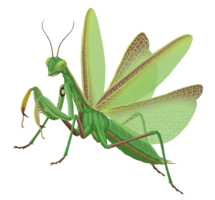 insects & mantis free transparent png image.