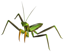 insects & mantis free transparent png image.