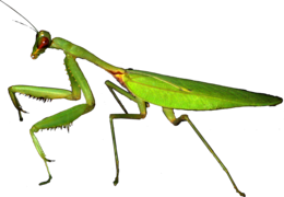 insects & Mantis free transparent png image.