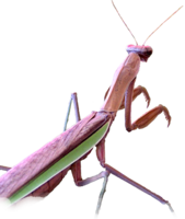 insects & mantis free transparent png image.