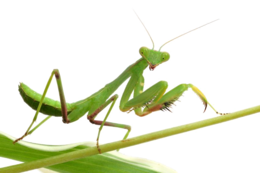 insects & Mantis free transparent png image.