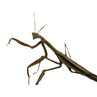 insects & Mantis free transparent png image.