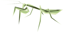 insects & mantis free transparent png image.