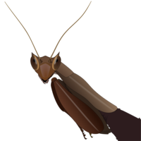 insects & mantis free transparent png image.