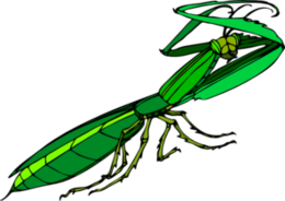 insects & mantis free transparent png image.