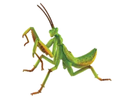 insects & Mantis free transparent png image.