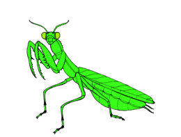 insects & Mantis free transparent png image.