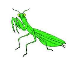 insects & mantis free transparent png image.