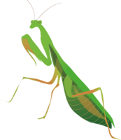 insects & mantis free transparent png image.