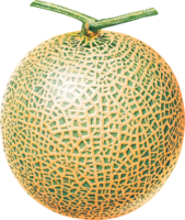 fruits & Melon free transparent png image.