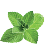nature & peppermint free transparent png image.