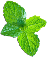 nature & peppermint free transparent png image.