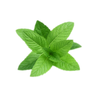 nature & peppermint free transparent png image.