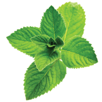 nature & peppermint free transparent png image.