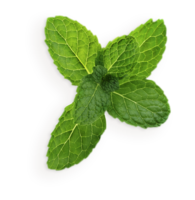 nature & peppermint free transparent png image.