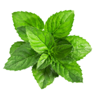 nature & peppermint free transparent png image.