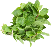 nature & peppermint free transparent png image.