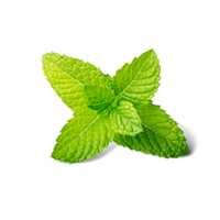 nature & peppermint free transparent png image.