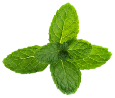 nature & peppermint free transparent png image.
