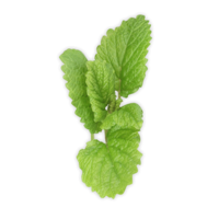 nature & peppermint free transparent png image.