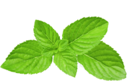 nature & peppermint free transparent png image.