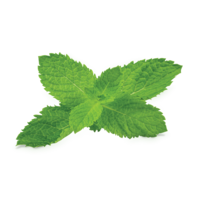 nature & Peppermint free transparent png image.
