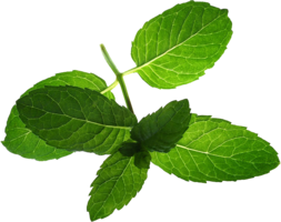 nature & Peppermint free transparent png image.