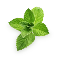 nature & peppermint free transparent png image.