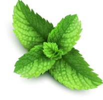 nature & peppermint free transparent png image.