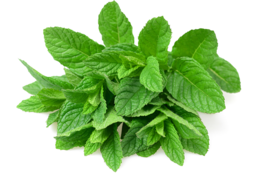 nature & peppermint free transparent png image.