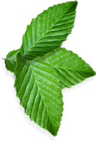 nature & peppermint free transparent png image.