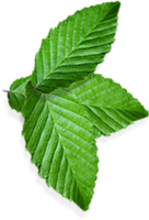 nature & Peppermint free transparent png image.