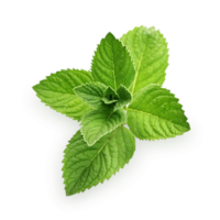 nature & peppermint free transparent png image.