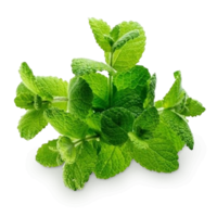 nature & peppermint free transparent png image.