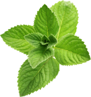 nature & Peppermint free transparent png image.