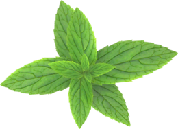 nature & Peppermint free transparent png image.