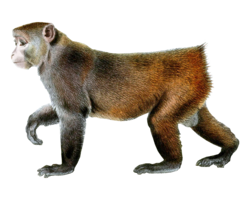 animals & monkey free transparent png image.