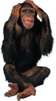 animals & monkey free transparent png image.