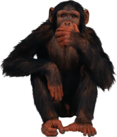 animals & Monkey free transparent png image.