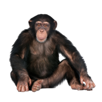 animals & monkey free transparent png image.