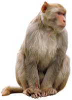 animals & monkey free transparent png image.