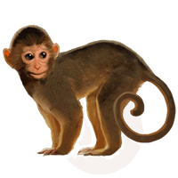 animals & Monkey free transparent png image.