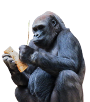 animals & monkey free transparent png image.