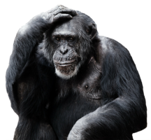 animals & Monkey free transparent png image.