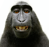 animals & monkey free transparent png image.