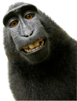 animals & monkey free transparent png image.