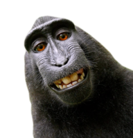 animals & monkey free transparent png image.