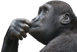 animals & monkey free transparent png image.