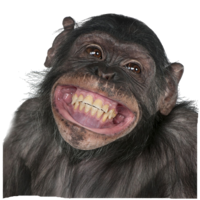 animals & Monkey free transparent png image.