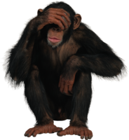 animals & Monkey free transparent png image.